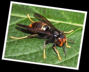 Frelon asiatique Photo Frelon asiatique
